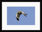 Male Northern Harrier in flight by Anonymous