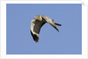 Male Northern Harrier in flight by Anonymous