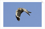 Male Northern Harrier in flight by Anonymous