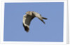 Male Northern Harrier in flight by Anonymous