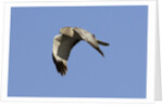 Male Northern Harrier in flight by Anonymous