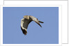 Male Northern Harrier in flight by Anonymous