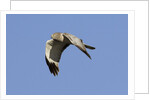 Male Northern Harrier in flight by Anonymous