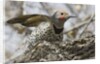 Gilded flicker by Anonymous