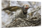 Gilded flicker by Anonymous