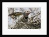 Gilded flicker by Anonymous