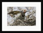 Gilded flicker by Anonymous