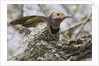 Gilded flicker by Anonymous