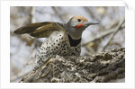 Gilded flicker by Anonymous
