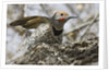 Gilded flicker by Anonymous