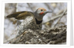 Gilded flicker by Anonymous