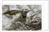 Gilded flicker by Anonymous