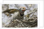 Gilded flicker by Anonymous