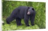 Black Bear at the ocean to eat clams by Anonymous