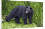 Black Bear at the ocean to eat clams by Anonymous