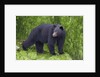 Black Bear at the ocean to eat clams by Anonymous