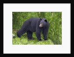 Black Bear at the ocean to eat clams by Anonymous