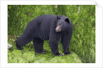 Black Bear at the ocean to eat clams by Anonymous