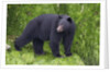 Black Bear at the ocean to eat clams by Anonymous