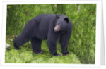 Black Bear at the ocean to eat clams by Anonymous
