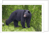 Black Bear at the ocean to eat clams by Anonymous