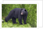 Black Bear at the ocean to eat clams by Anonymous