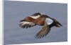 Cinnamon Teal drake in flight by Anonymous