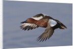 Cinnamon Teal drake in flight by Anonymous