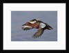 Cinnamon Teal drake in flight by Anonymous