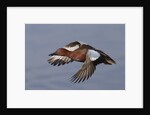 Cinnamon Teal drake in flight by Anonymous