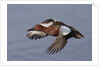 Cinnamon Teal drake in flight by Anonymous