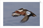 Cinnamon Teal drake in flight by Anonymous
