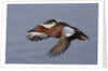 Cinnamon Teal drake in flight by Anonymous