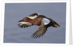 Cinnamon Teal drake in flight by Anonymous