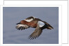 Cinnamon Teal drake in flight by Anonymous
