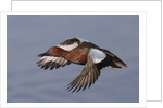 Cinnamon Teal drake in flight by Anonymous