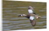 Blue-Winged Teal drake flys by Anonymous