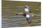 Blue-Winged Teal drake flys by Anonymous