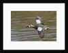 Blue-Winged Teal drake flys by Anonymous