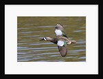 Blue-Winged Teal drake flys by Anonymous
