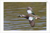 Blue-Winged Teal drake flys by Anonymous