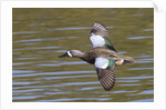 Blue-Winged Teal drake flys by Anonymous