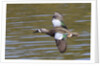 Blue-Winged Teal drake flys by Anonymous