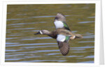 Blue-Winged Teal drake flys by Anonymous