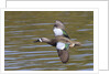 Blue-Winged Teal drake flys by Anonymous