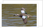 Blue-Winged Teal drake flys by Anonymous