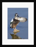 Blue-Winged Teal drake flapping it's wings by Anonymous