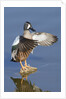 Blue-Winged Teal drake flapping it's wings by Anonymous