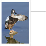 Blue-Winged Teal drake flapping it's wings by Anonymous