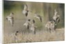 Flock of Short-Billed Dowitchers in flight by Anonymous